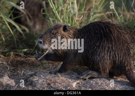 Nutria, Hula Naturschutzgebiet, Upper Galilee, Israel, Great Rift Valley, Agamon Hahula. Stockfoto