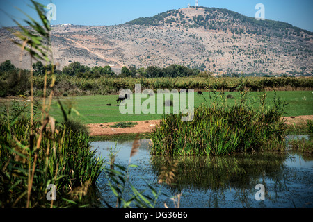 Jamuz oder Wasserbüffel, Hula Spiel und Bird Reserve oberen Galiläa Israel Stockfoto