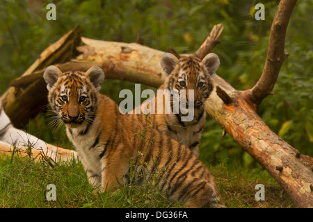 Sibirischen/Amur Tiger Cubs (Panthera Tigris Altaica) sitzen unter Baum Stockfoto