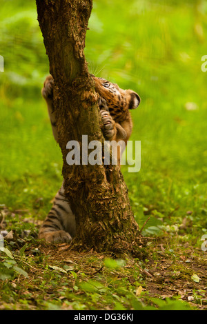 Sibirischen/Amur Tiger Cub (Panthera Tigris Altaica) klettern auf Baum Stockfoto