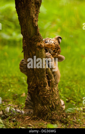 Sibirischen/Amur Tiger Cub (Panthera Tigris Altaica) klettern auf Baum Stockfoto