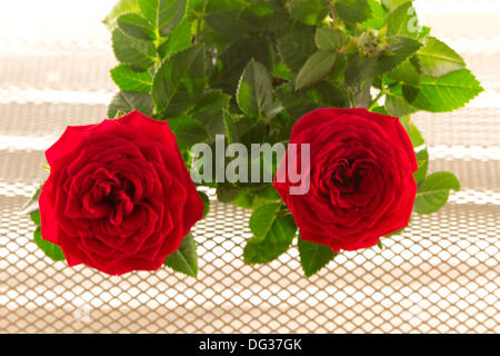 Rote Rosen Stockfoto