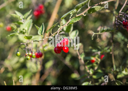 Attraktive leuchtend roten wachsartige Beeren von den giftigen Tollkirsche, Atropa belladonna Stockfoto