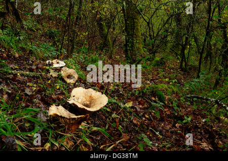 Die trooping Trichter oder des Mönchs Kopf Fliegenpilze (Clitocybe Geotropa) im Wald. Stockfoto