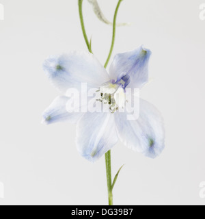 Delphinium hautnah Stockfoto