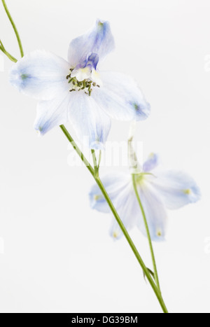 Delphinium hautnah Stockfoto