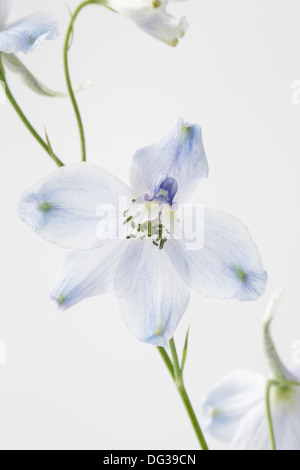 Delphinium hautnah Stockfoto