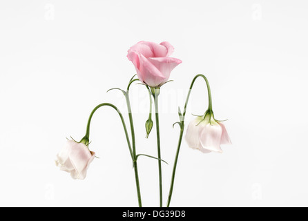 Drei Rosa Eustoma Lisianthus Stockfoto