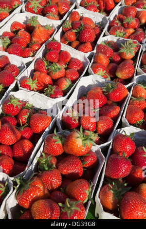 Erdbeeren auf dem Abwürgen, Hannover, Niedersachsen, Deutschland, Europa, Stockfoto