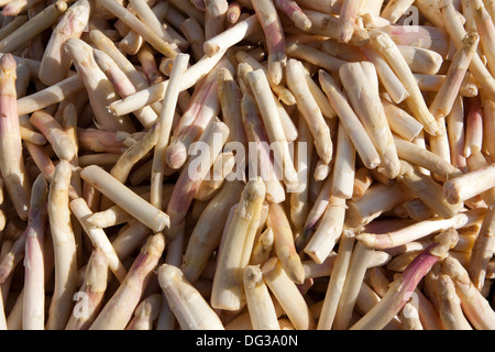 Spargel aus Nienburg an einem Marktstand, Hannover, Niedersachsen, Deutschland Stockfoto