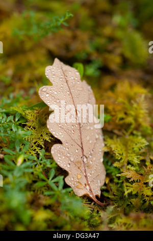 Einem feuchten herbstlichen Blatt liegt innerhalb einer moosigen Einfassung, Wester Ross, Schottland Stockfoto