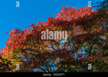 ACER-Baum im Herbst Farben AT The NAtional Arboretum bei WESTONBIRT GLOUcestershire England UK von der ForestryCommission verwaltet Stockfoto