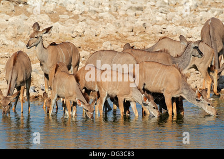 Kudu Antilopen (Tragelaphus Strepsiceros) Trinkwasser, Etosha Nationalpark, Namibia Stockfoto