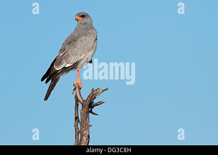 Blasse Gesangs Habicht (Melierax Canorus) thront auf einem Ast, Südafrika Stockfoto