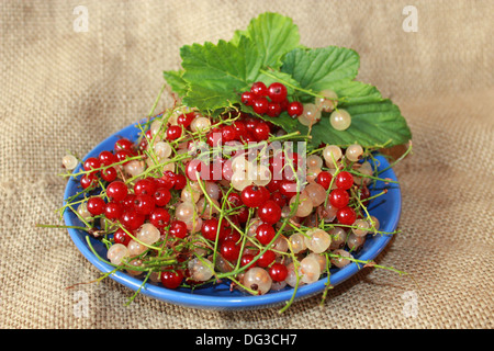 Cluster von Beeren des roten und weißen Johannisbeeren auf dem Teller auf braunem Hintergrund Stockfoto