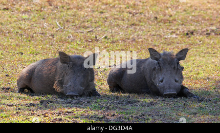 Warzenschwein Sambia Tierwelt Stockfoto