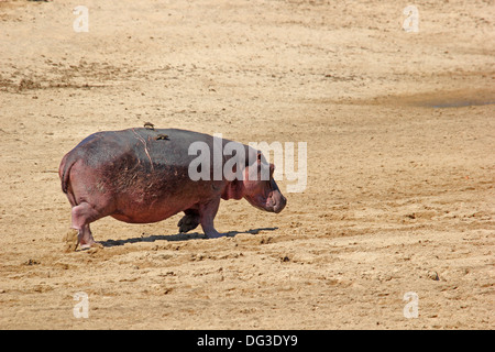 Nilpferd South Luangwa, Sambia Stockfoto