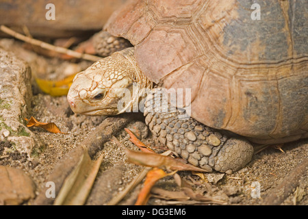 Unter der Leitung von gelb oder längliche Schildkröte (Indotestudo Elongata). Gefunden Sie weit verbreitet in Südost-Asien, Nordost-Indien, der malaiischen Halbinsel. Stockfoto