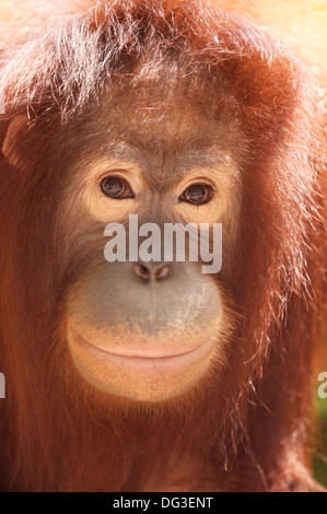 Sumatra-Orang-Utan (Pongo Pygmaeus Abelii) Sub Erwachsener, Malacca Zoo, Malaysia Stockfoto