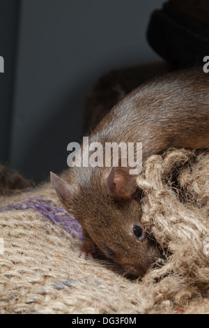 Hausmaus (Mus Musculus). In kauen und wühlen in hessischen meschotschek. Stockfoto
