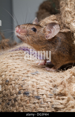 Hausmaus (Mus Musculus). Alle Sinne bewusst. Stockfoto
