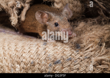 Hausmaus (Mus Musculus). Unter den hessischen Sacs entstehende. Stockfoto