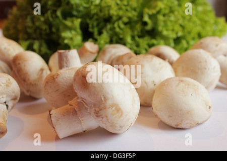 schöne Agaric und bereit für das Kochen der Kopfsalat Stockfoto