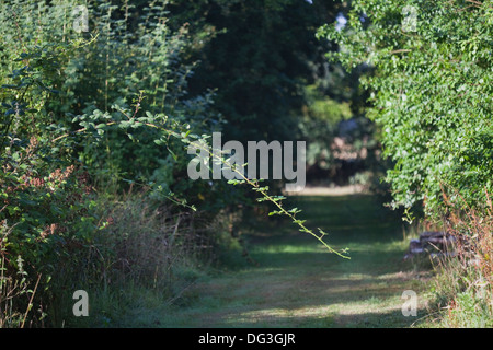 BlackBerry oder Brombeere (Rubus Fruticosus). Neue kräftiger wuchs, die für die Verzweigung und Verwurzelung, bilden neue Anlage ermöglicht. Stockfoto