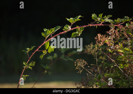 BlackBerry oder Brombeere (Rubus Fruticosus). Neue kräftiger wuchs, die für die Verzweigung und Verwurzelung, bilden neue Anlage ermöglicht. Stockfoto