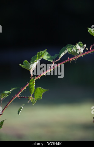 BlackBerry oder Brombeere (Rubus Fruticosus). Neue kräftiger wuchs, die für die Verzweigung und Verwurzelung, bilden neue Anlage ermöglicht. Stockfoto