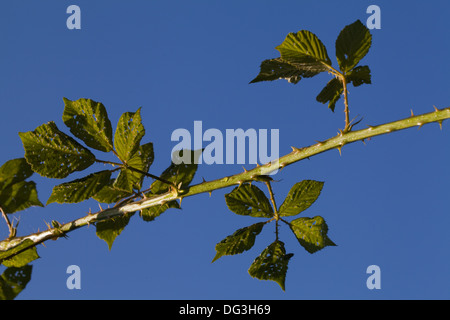 BlackBerry oder Brombeere (Rubus Fruticosus). Neue kräftiger wuchs, die für die Verzweigung und Verwurzelung, bilden neue Anlage ermöglicht. Stockfoto