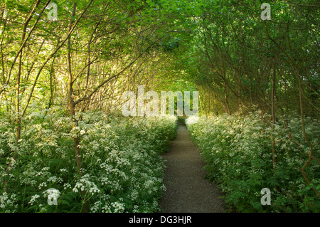 Englische Landschaft. Blätter, Zweige und hübschen Wildblumen umschließen einen schmale Land Wanderweg in der Nähe von Dorf von Cerne Abbas in Dorset, England. VEREINIGTES KÖNIGREICH. Stockfoto