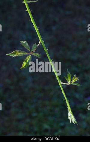 BlackBerry oder Brombeere (Rubus Fruticosus). Neues Wachstum, Stiel und wachsende Spitze oder terminal Ende einer gewölbten Zweigstelle ausbreiten. Stockfoto