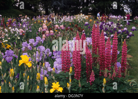 Iris Schaugarten, Schreiner Iris Gardens, Marion County, Oregon Stockfoto