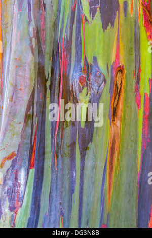 Bunte Regenbogen Gum Eukalyptus Baumrinde in Hawaii Stockfoto