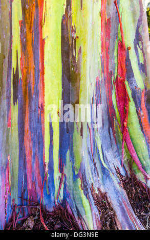 Bunte Regenbogen Gum Eukalyptus Baumrinde in Hawaii Stockfoto
