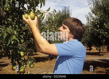 Bartlett Birne, Marion County, Oregon Stockfoto