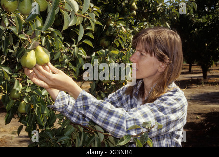 U-Pick Bartlett Birnen, Marion County, Oregon Stockfoto