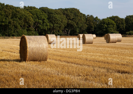 Runde, net gebunden und umwickelte Strohballen, links auf Stoppeln nach der Getreideernte versammelten sich in. Ingham, Norfolk. Stockfoto