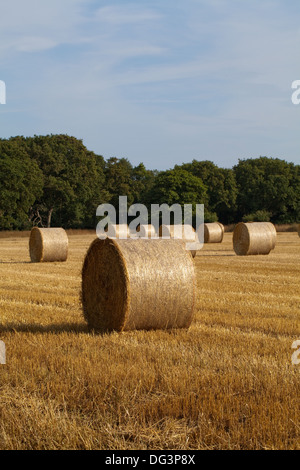 Runde, net gebunden und umwickelte Strohballen, links auf Stoppeln nach der Getreideernte versammelten sich in. Ingham, Norfolk. Stockfoto