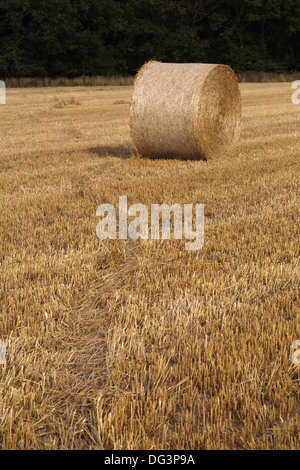 Rothirsch (Cervus Elaphus), regelmäßige Gehweg, offenbart nach der Ernte. Beachten Sie die Lage des ausgetretenen gonna links vom Stroh Rundballen Stroh. Stockfoto