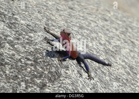 Eine männliche Rothaarige Rock Agama (Agama Agama) in Serengeti Nationalpark, Tansania Stockfoto