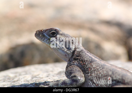 Ein rothaariger Rock Agama (Agama Agama) in Serengeti Nationalpark, Tansania Stockfoto