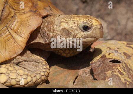 Unter der Leitung von gelb oder längliche Schildkröte (Indotestudo Elongata). Nepal. Stockfoto