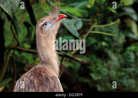 Brasilien, Foz do Iguaçu: rotbeinige Seriema (Cariama Cristata) in den Vogelfedern Park Parque Das Aves Stockfoto