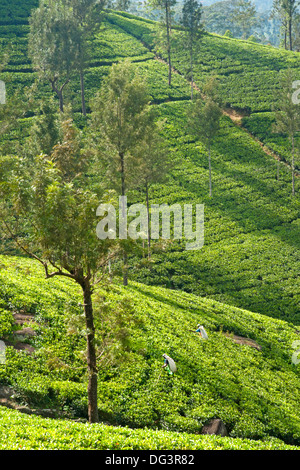 Tee-Pflückerinnen im Reihenhaus Tee Felder, Hill Country, Sri Lanka, Indischer Ozean, Asien Stockfoto