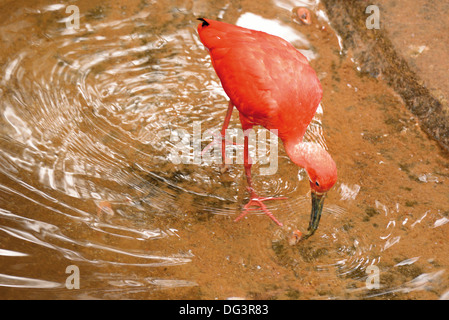 Brasilien, Foz do Iguaçu: Scarlet Ibis (Eudocimus Ruber) in den Flüchtlingslagern Vogelfedern Parque Das Aves Stockfoto