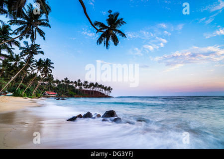 Palme im Sonnenuntergang, Mirissa Beach, South Coast, südlichen Provinz, Sri Lanka, Asien Stockfoto