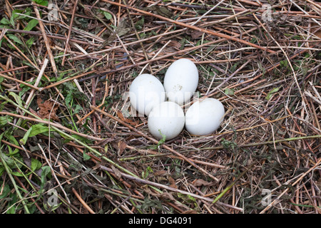 Schwarzer gekrönter Kran (Balearica pavonine). Nest und vier Eier. Stockfoto