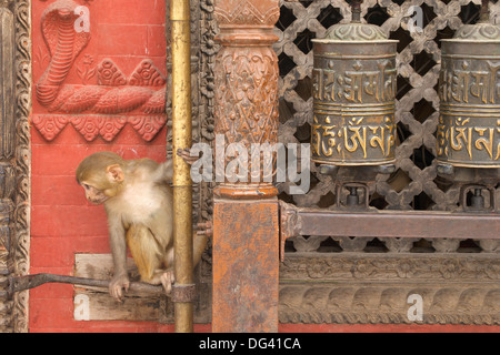 Rhesusfaktor Macaque Affen Baby auf antiken Heiligtums Swayambhunath Stupa (Affentempel), UNESCO-Weltkulturerbe, Kathmandu, Nepal Stockfoto